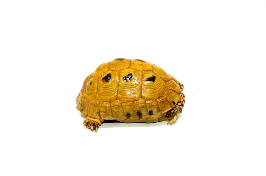 Syrian Golden Greek Tortoise Adult